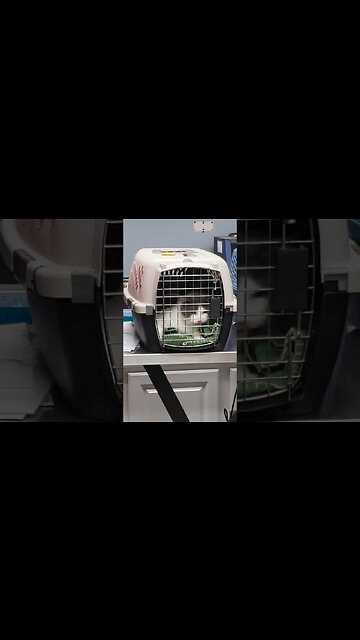 After surgery drunkeness #cat #kitten #rescue #shelter #metaldetecting #cute #funny #love #trump