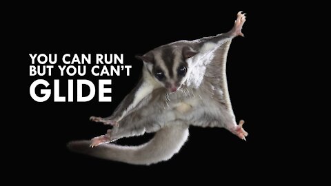 SUGAR GLIDERS Flying - Funny & Cute Compilation