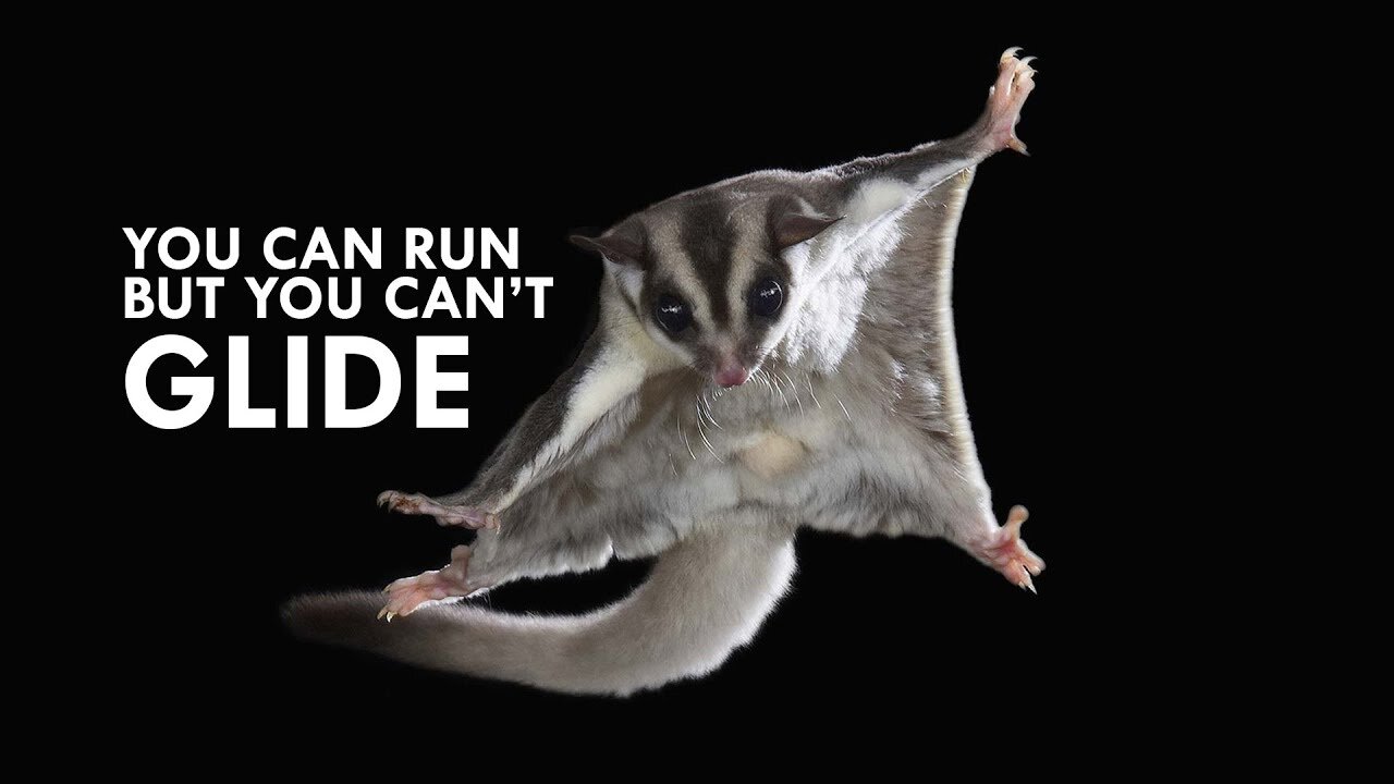 SUGAR GLIDERS Flying - Funny & Cute Compilation