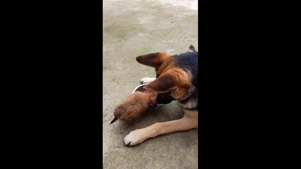 puppy don't like touch his food