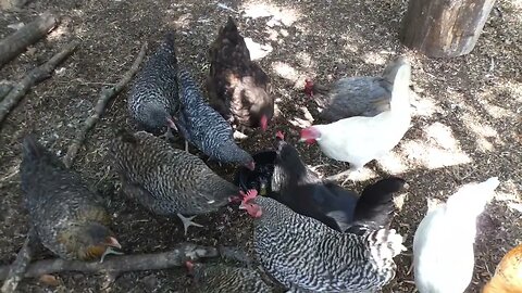 Posh snacks for chickens: black olives.