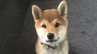 Shiba inu experiences snow for first time