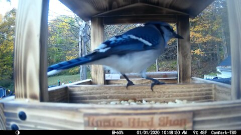 Bird Feeder Camera Slide Show which starts as a video, but it’s mainly photos.