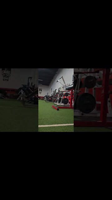 Butch The Cat HATES Dogs #dog #cat #shorts #viral