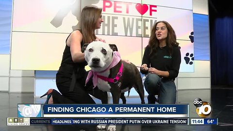 10News Pet of the Week: Chicago