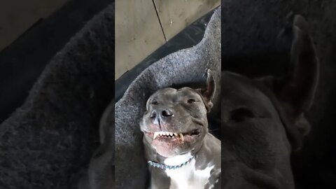 A Smiling 😁 Blue Nosed Pitty Bully - Hannah 🐾
