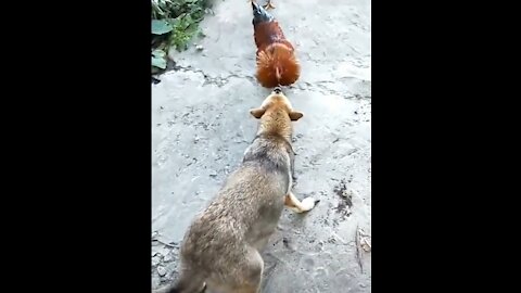 Dog fighting chicken