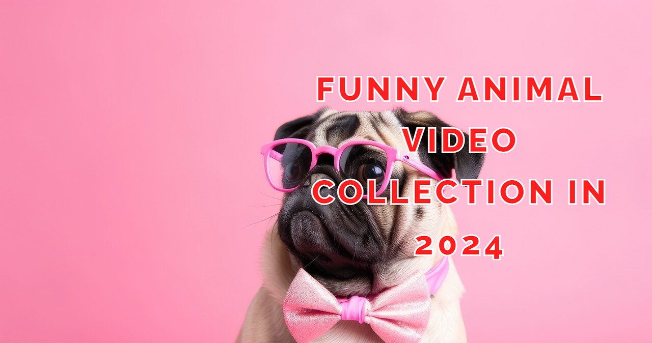 Funny Animal Video 2024