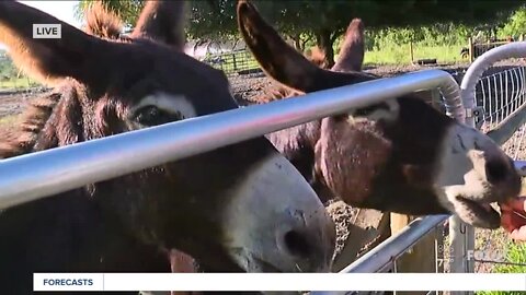 Meet the farm animals at Little Bear Sanctuary in Punta Gorda