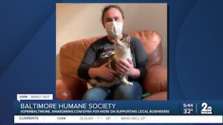 Chico the cat is up for adoption at the Baltimore Humane Society