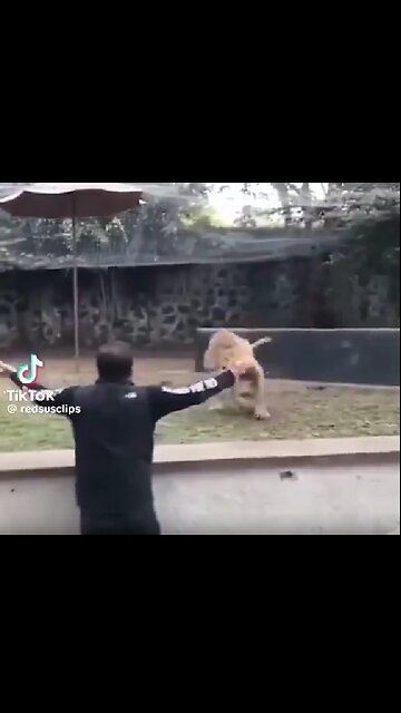 Top Animal Reactions