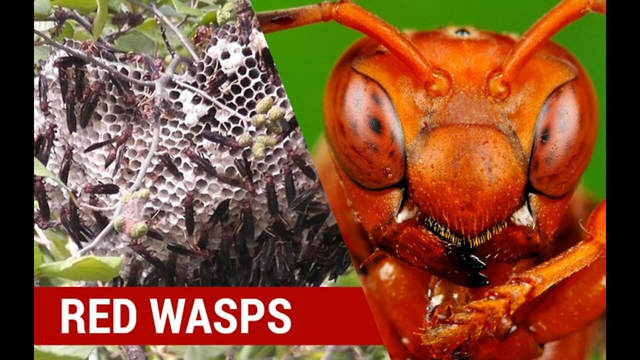 Big Wasp