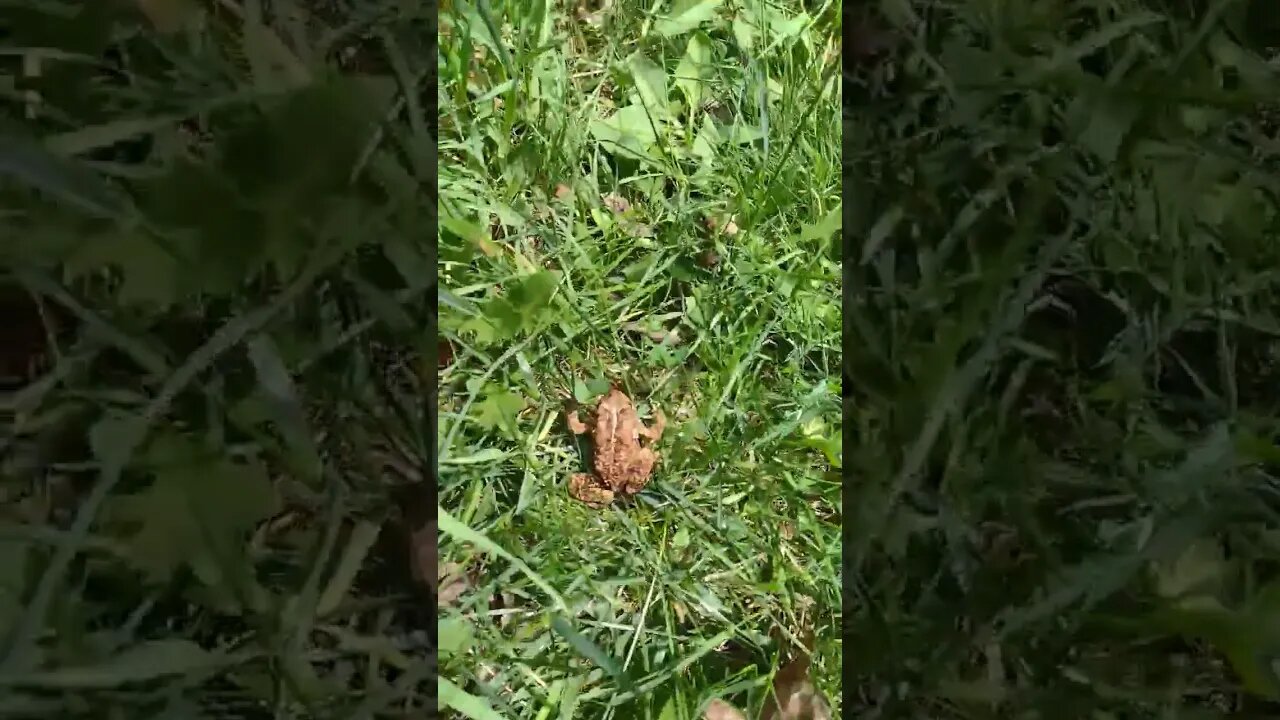 A Northwoods Toad