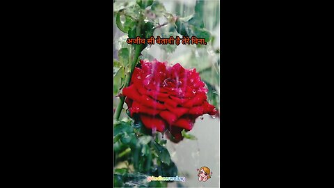 अजीब सी बेताबी है…..!!! @itsdheerendrag #loveshayari #loveshayari #romantic_status #love_status