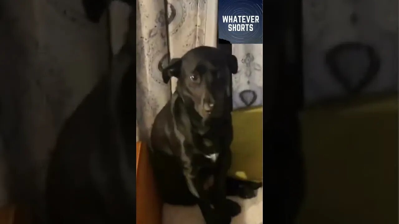 Dog snitches on his friend #shorts #dog #pets #funny #animals