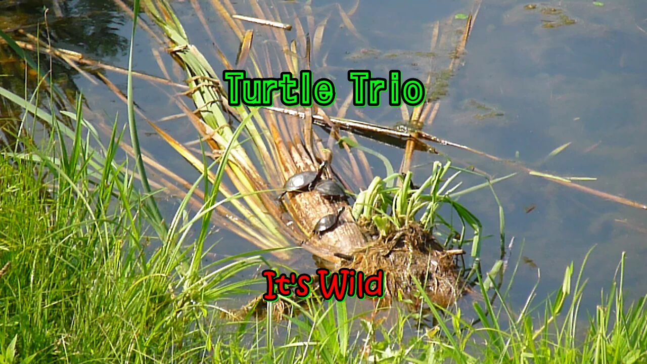 Turtle Trio - It's Wild