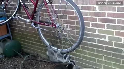 Guaxinins se divertem com uma bicicleta
