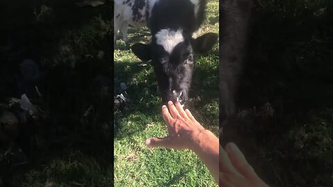 Eating lunch and getting a friendly petting session