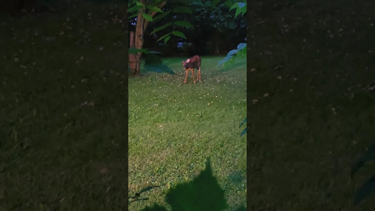 Deer eating apples with the fireflies