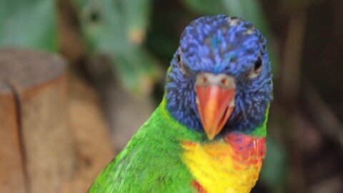 Cute green parrot