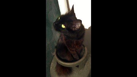 Black Cat carefull
