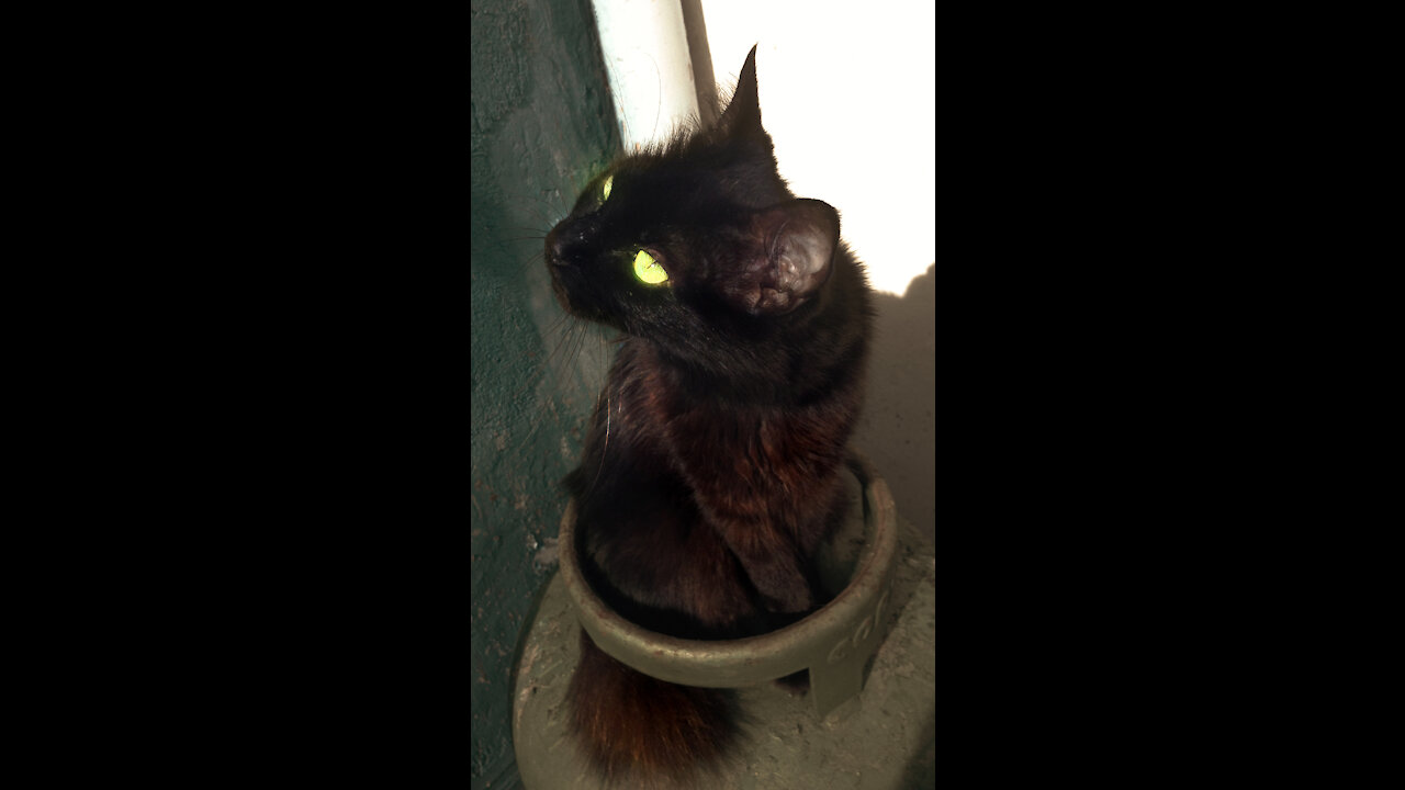 Black Cat carefull
