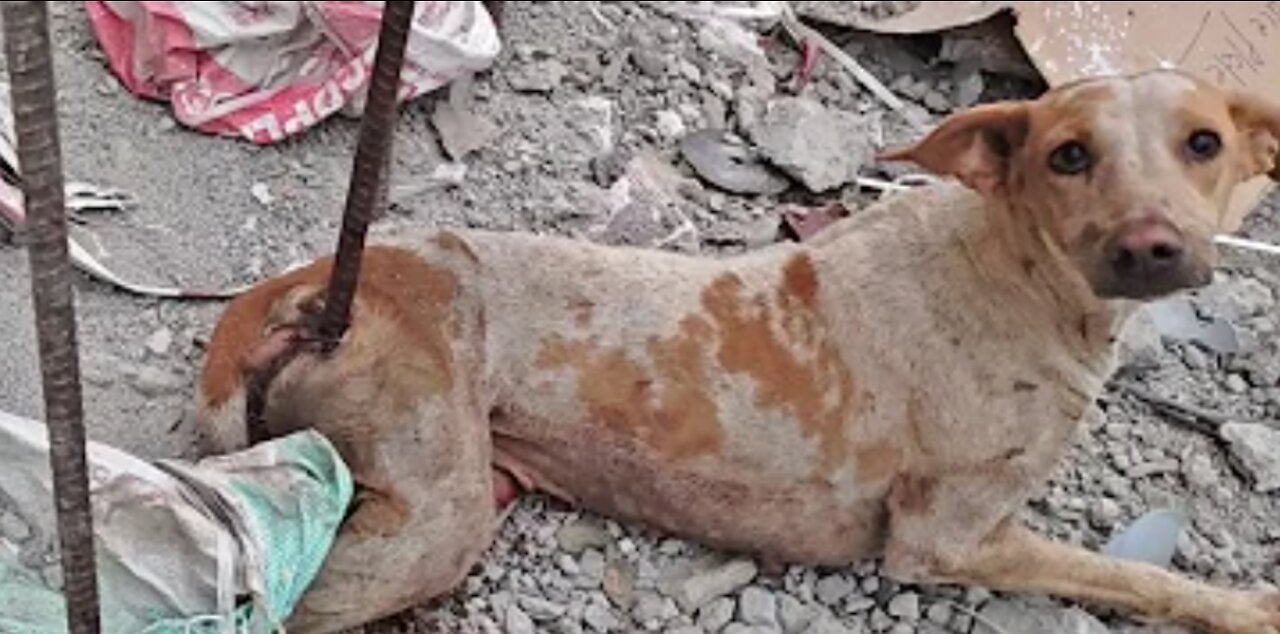 Impaled by a rod, dog in agony before rescue--beautiful recovery.