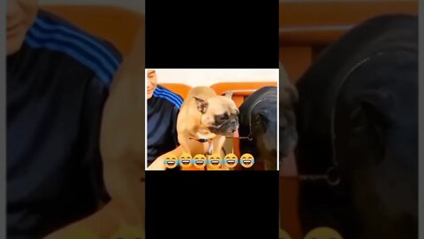 LOL 😹😹 #shorts #viral #youtubeshorts #trending #funny #lol #tiktok #music #fun #youtube #youtuber