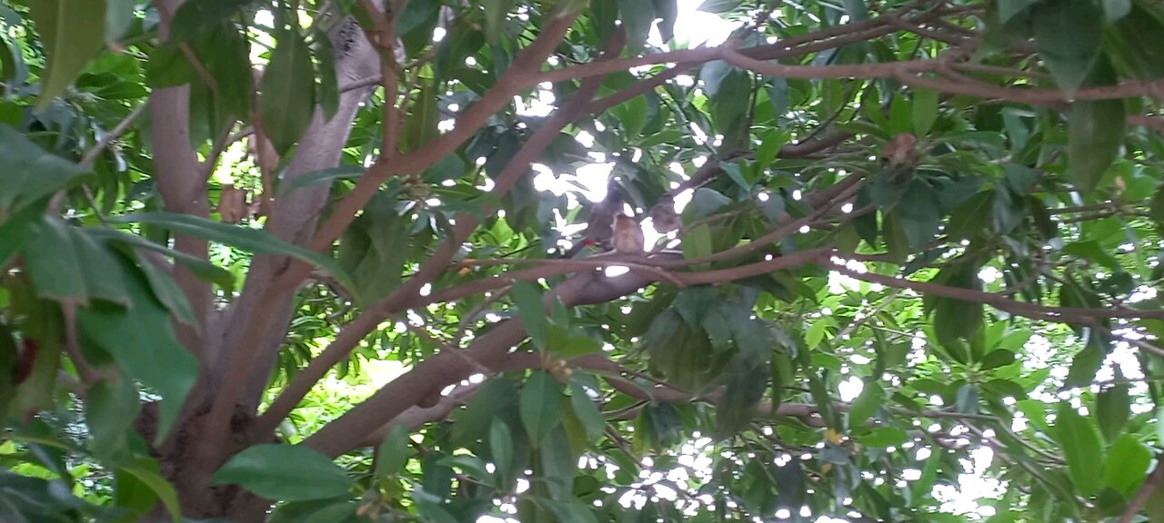 Cuckoo with chicks