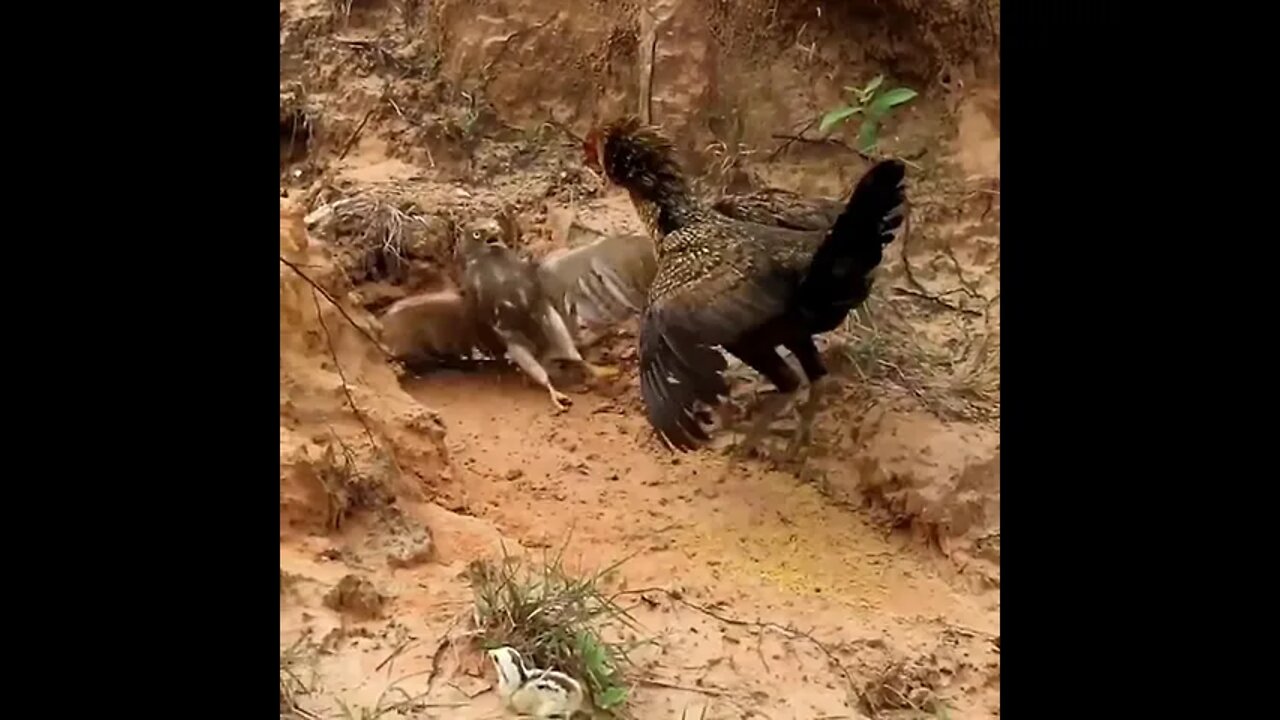 Birds Fighting 🐦🦃 #ytshorts #shorts #PetpupFun #Fun #Dogs #Cats #Entertaiment #trending #viral