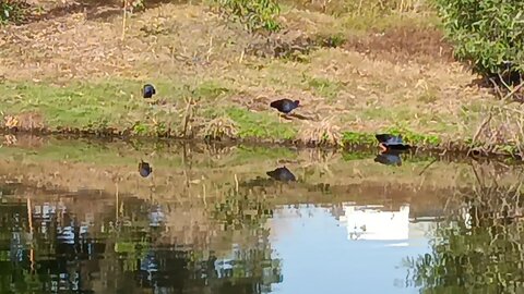 Pukeko Birds