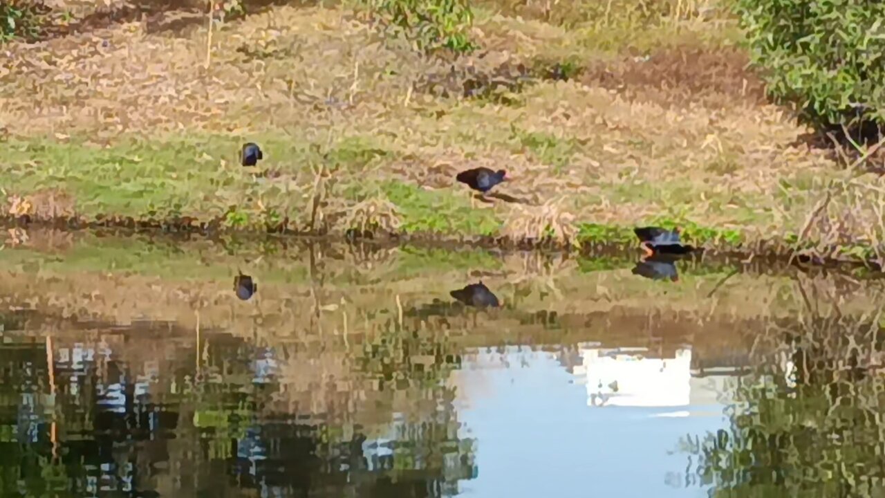 Pukeko Birds