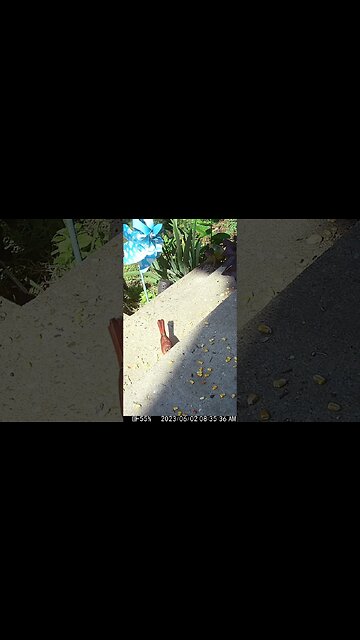 A Bald Face Cardinal Visits! 🐦