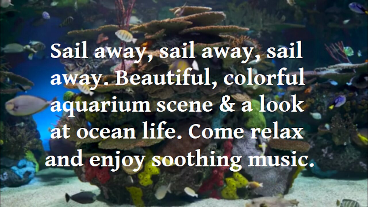 Beautiful Aquarium scene and also ocean life with beautiful, relaxing music to soothe your stress.