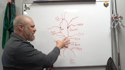 CNS Vasculature #1- Circle of Willis