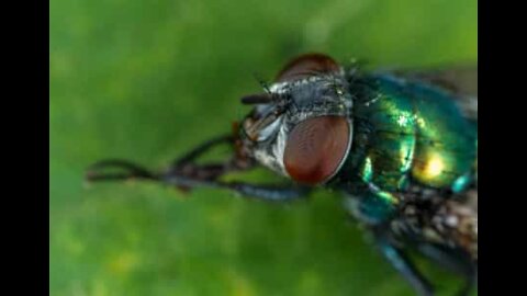 Il dort la bouche ouverte et une mouche s'y immisce