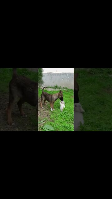 Маленький котенок наказала собаку