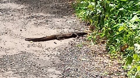 Baby Monitor Lizard caught in village | can you see this