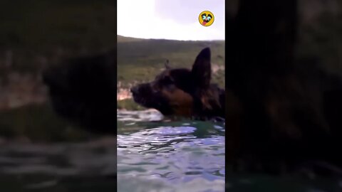 Funny Animals/ A Dog Swimming In The Ocean #20 #shorts