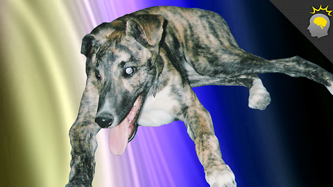 Stuff to Blow Your Mind: Dogs are Such Show Offs - Science on the Web