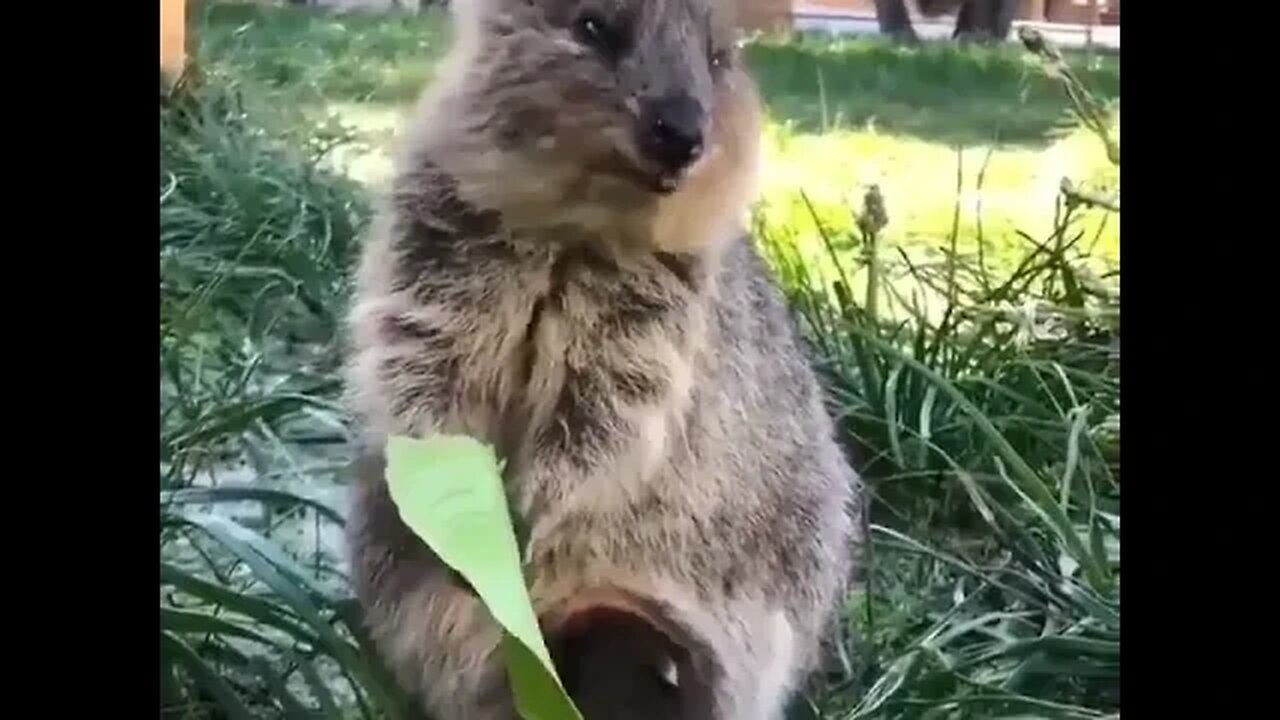 cute funny quokka- 55