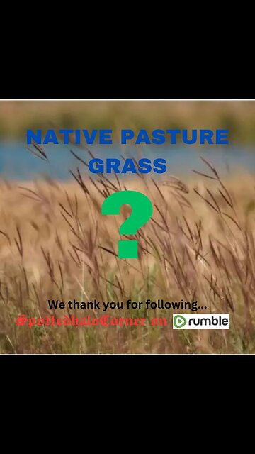 🟩❓️NATIVE Pasture Grass❓️🟩