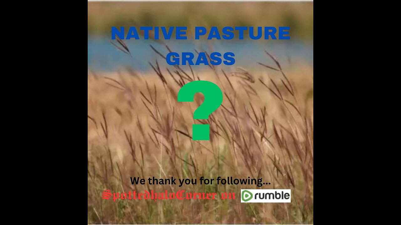 🟩❓️NATIVE Pasture Grass❓️🟩