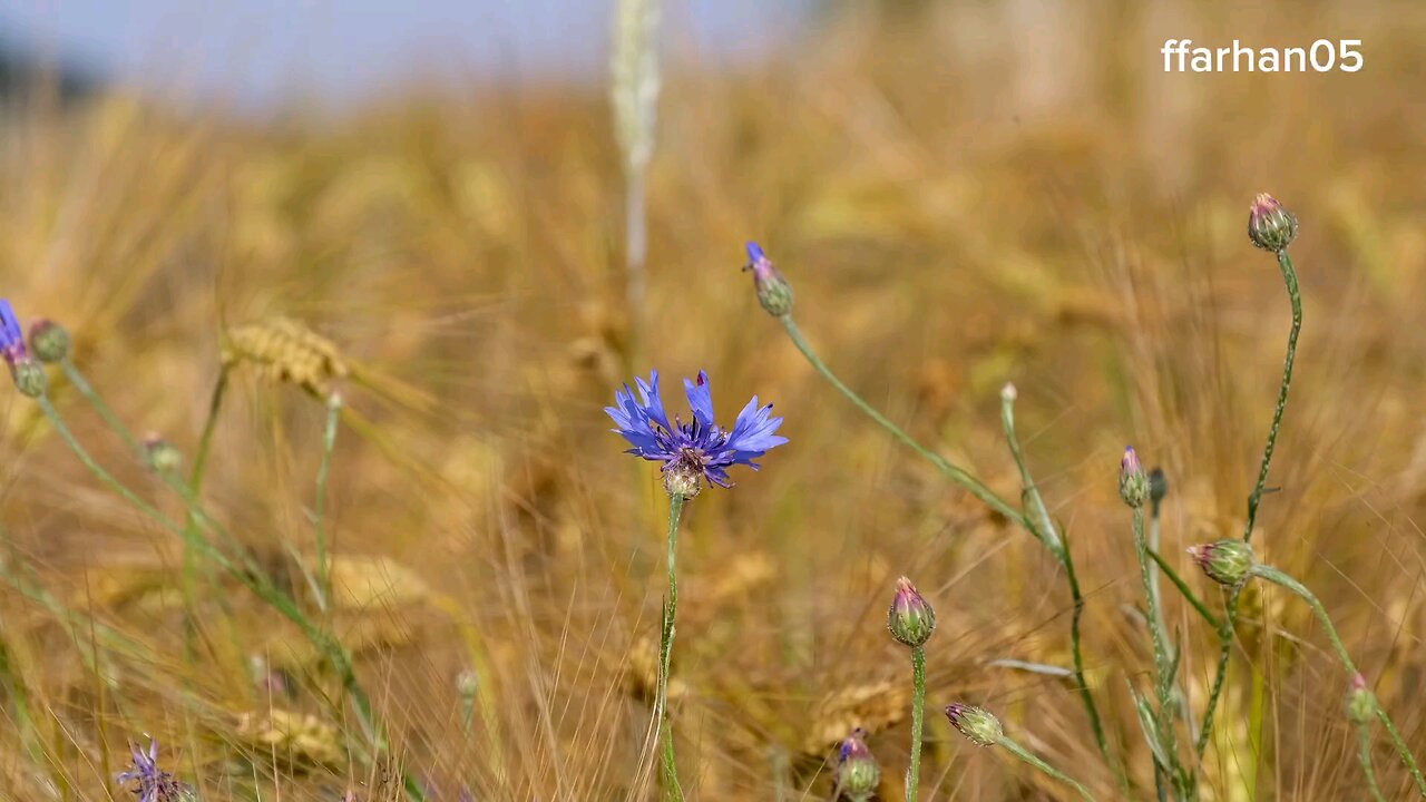 "Cornflower: The Brilliant Blue Beauty of the Garden"