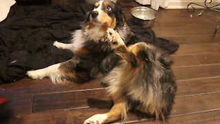 Australian Shepard Has Food Poising