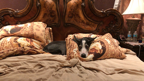 How to Tuck a Great Dane into Bed