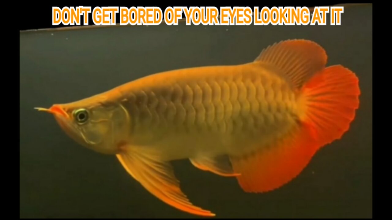 SUPER RED AROWANA DECORATIVE FISH IS A VERY BEAUTIFUL HOME DECORATION