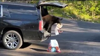 Un ours rentre dans son coffre et vole ses biscuits