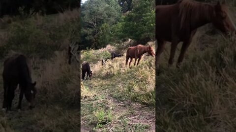 Brumbies grazing