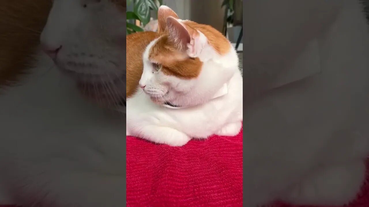 Need a laugh?! You can watch my full awards show on my youtube channel now :) #shorts #houseplants